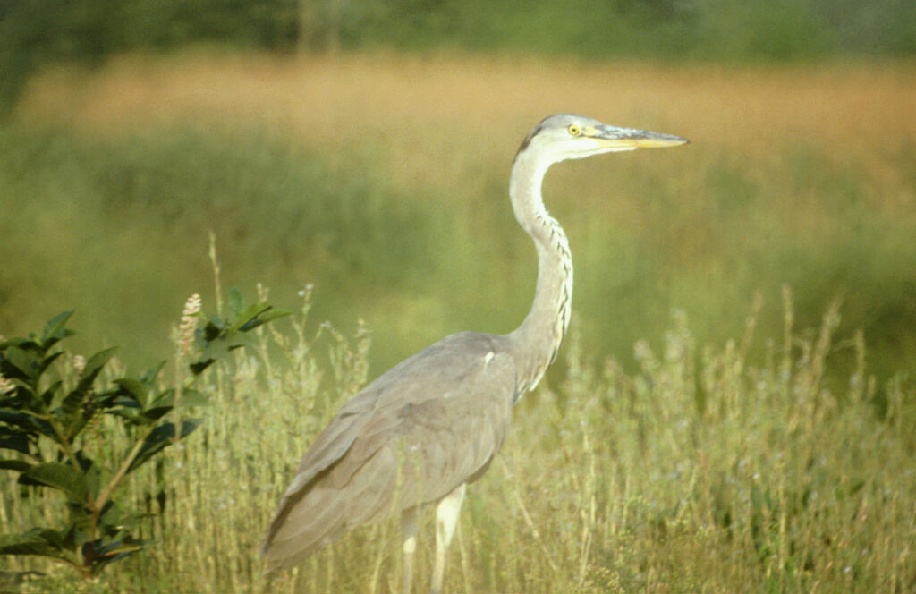 L’Airone