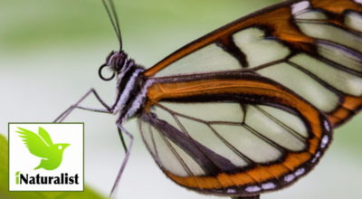 iNaturalist: diventa un Cittadino Scienziato!