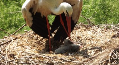 Monitoraggio nidi di Cicogna bianca