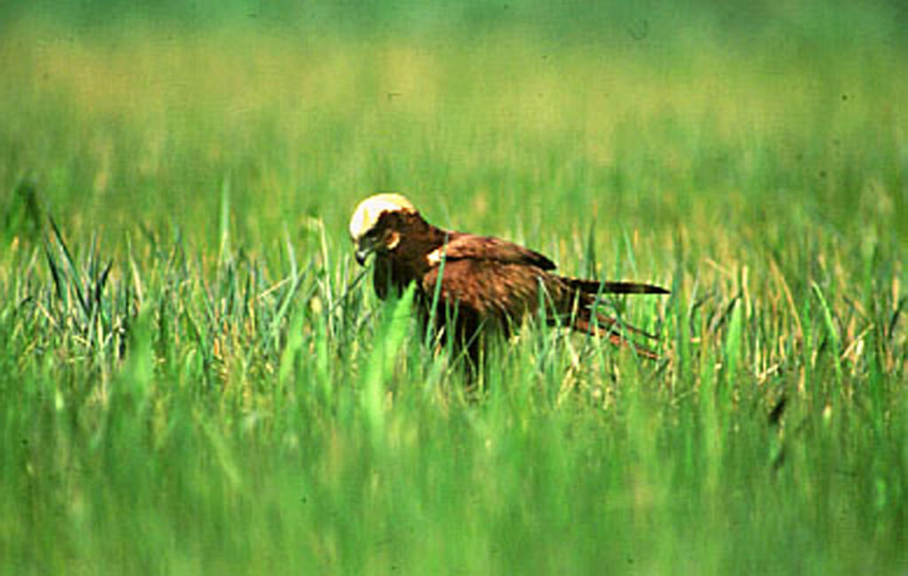 Il Falco