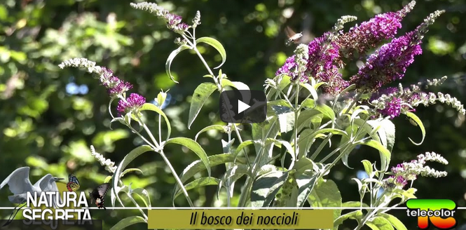 Il bosco dei noccioli