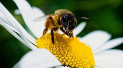 Impollinazione urbana – Il mondo delle api in festa