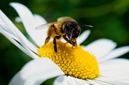 Impollinazione urbana – Il mondo delle api in festa