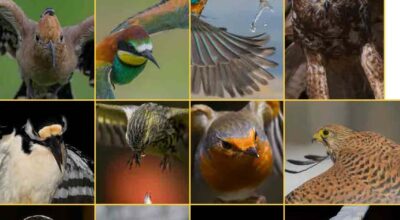 Calendario Parco Adda Sud 2026