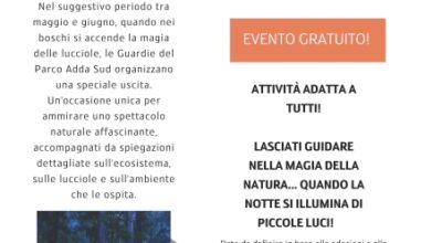 Conoscere le lucciole