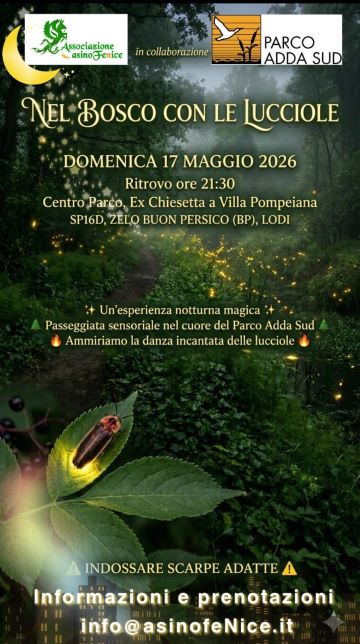 Nel bosco con le lucciole