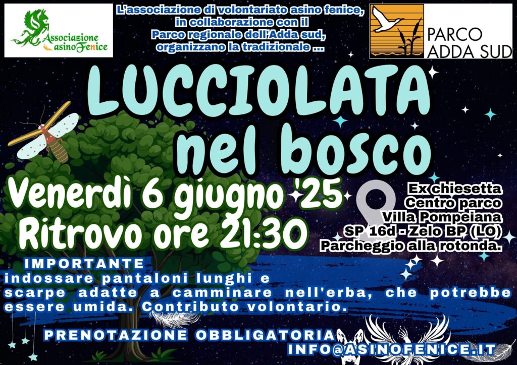 Lucciolata nel bosco