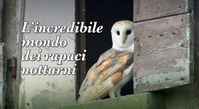L’incredibile mondo dei rapaci notturni