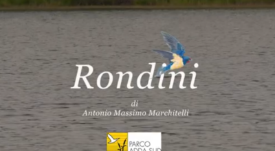 Video “Rondini”